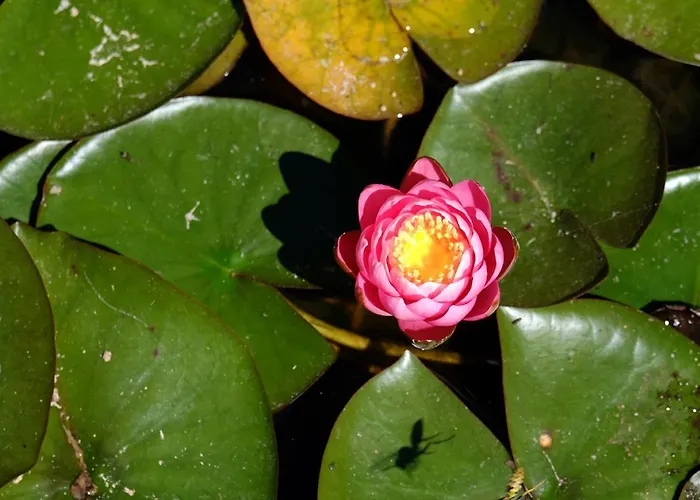 Angelo Apartment Sainte-Marie-du-Mont (Manche)